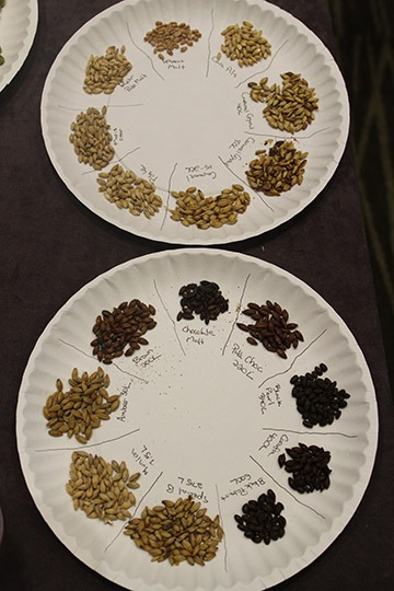 Two paper plates with samples of brewing malts