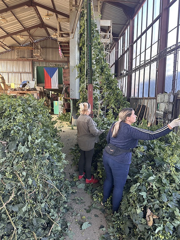 Two women picking hops.
